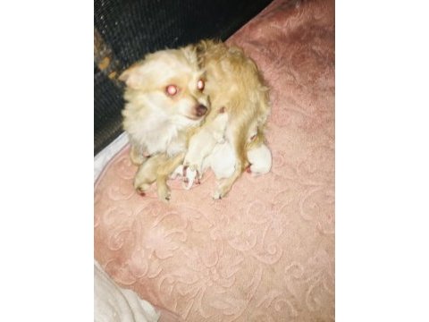 Yeni chihuahua bebekler doğdu 4 beyaz 1 sarı
