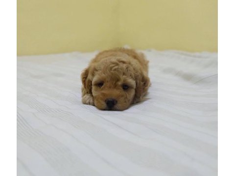 Irk garantili maltipoo yavruları