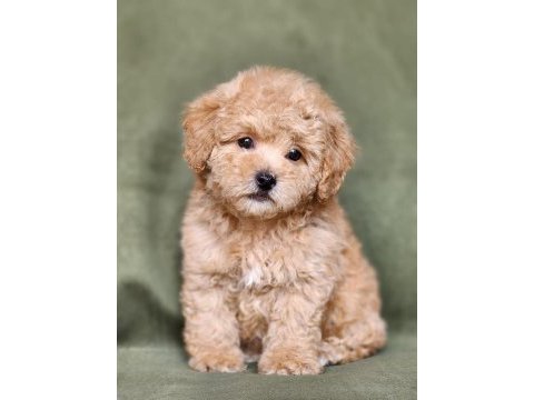 Minik f1b maltipoo yavrular