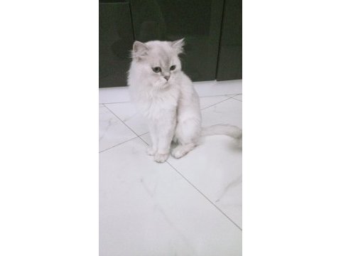 British longhair bal yavrumuza yuva arıyoruz