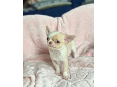 Birbirinden güzel safkan chihuahua yavrularımız
