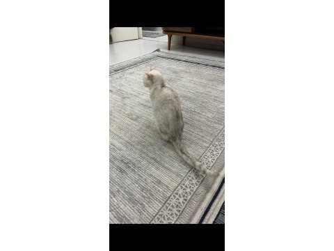 2 yaşında dişi british tüm aşıları kontrolleri yapıldı