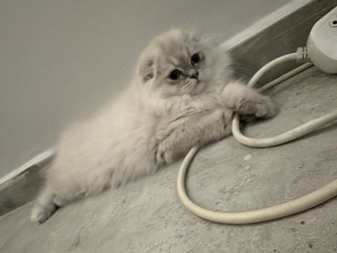 Son yavru uzun tüylü scottish fold