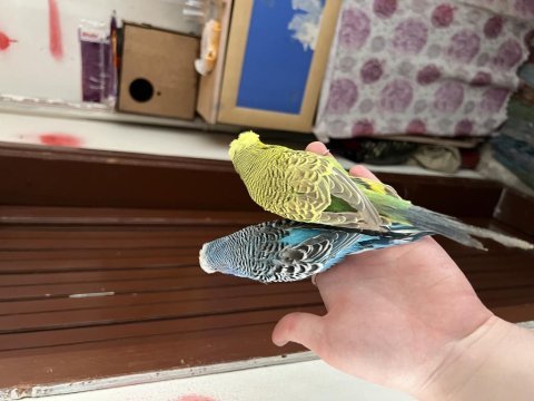 Jumbo muhabbet kuşlar