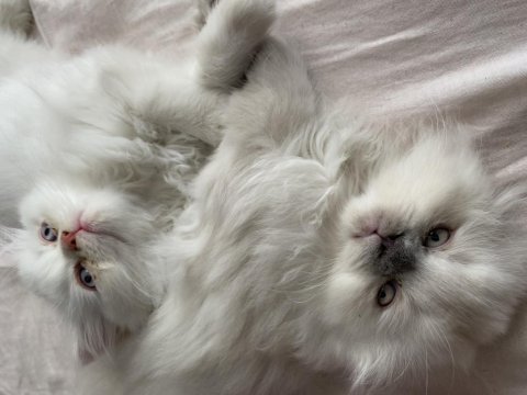 Çok sakin, sevecen bir british longhair oğlan