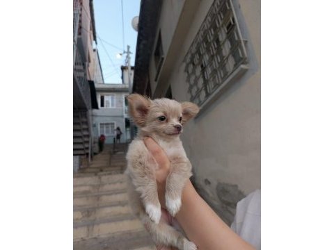 50 günlük chihuahua yavrum