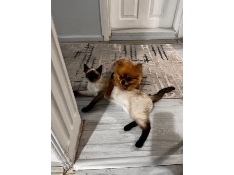 Siyam kedisi coco kızıma eş arıyorum?