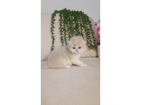 Safkan british çikolata golden