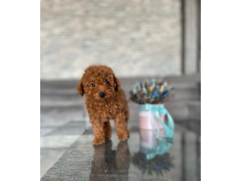 Sevimli toy poodle bebekler