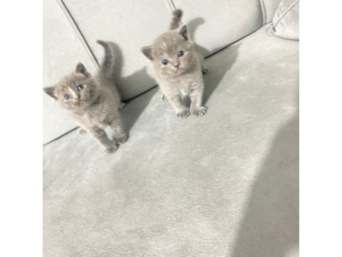 British shorthair cins minikler
