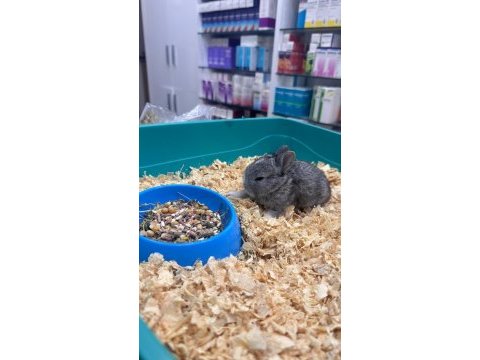 Cüce tavşanım için yeni sahip arıyorum