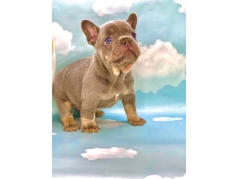 Lilac tan mavi gözlü french bulldog erkek