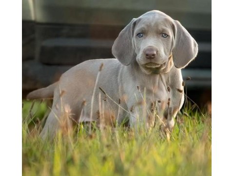 Atatürkün sahiplendiği cins weimaraner