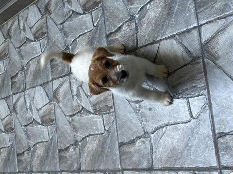 Şecereli jack russell terrier erkek