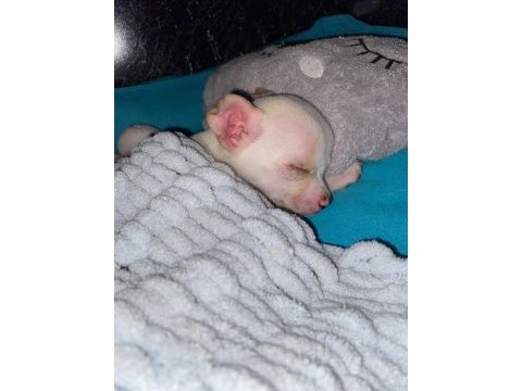 Şivava köpeğimiz 3 aylık aşıları tam
