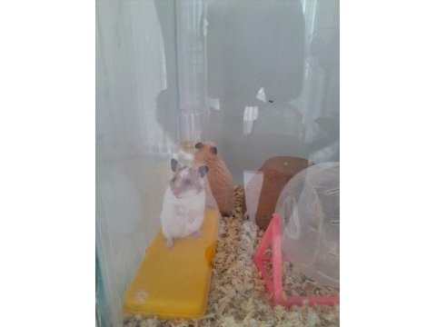 Minik hamsterlar çok tatlı