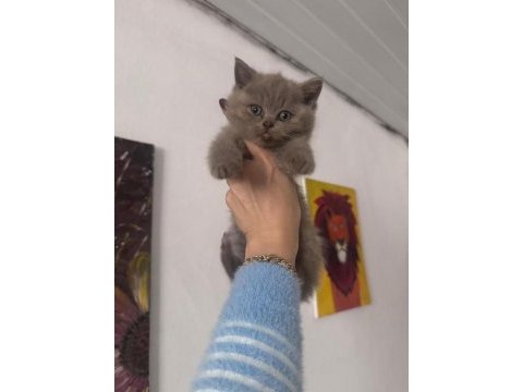 Brisith shorthair yavrular