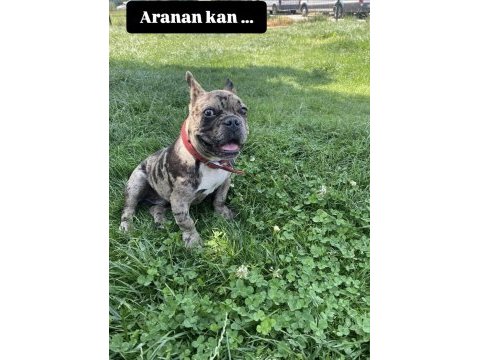 Erkek 1.5 yaşında french bulldog