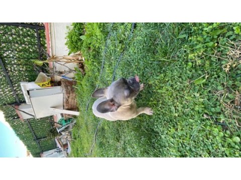 4 aylık french bulldog