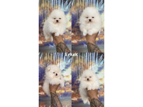 Pınpon topları gibi pomeranian yavrular