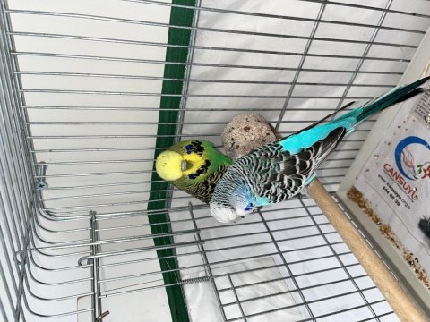 Show jumbo muhabbet kuşu eşler