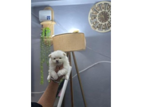 Pomeranian boo erkek ve dişi yavrularımız