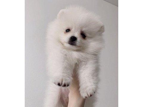 Dişi pomeranian boo yavrum yuvaya hazır