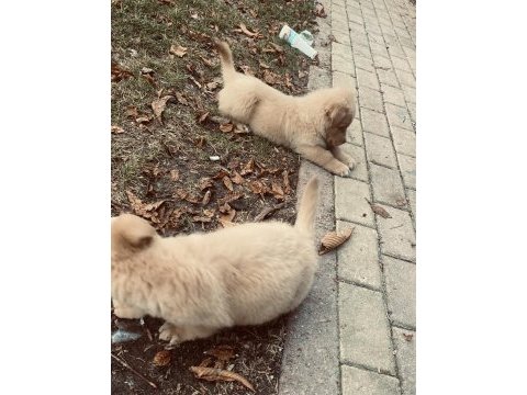Golden retriever 3 aylık dişi