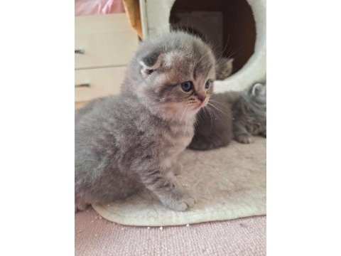 Teslime hazır british longhair bebekler