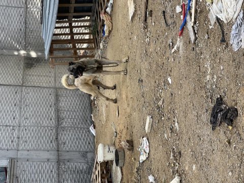 20 aylık safkan özel bakımlı kangal tüm aşıları tamdır