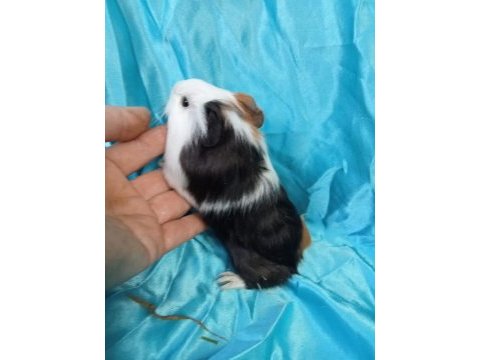 Hollandan amerikan ve dutch ginepig yavrular