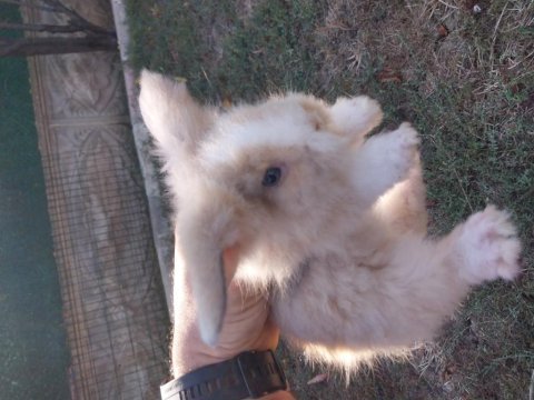 Orjinal hollanda lop tavşanlarımız