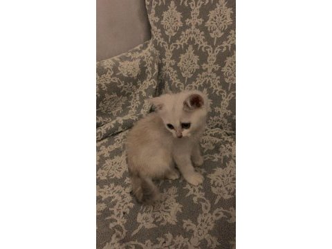 British shorthair dişi 73 günlük yavru