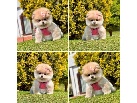 Dişi yavru boo 2.5 aylık oyuncu pomeranian maskotumuz
