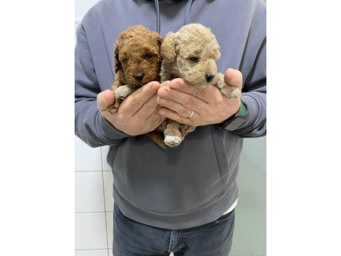 Toy poodle yavrularımı ücretli sahiplendiriyorum