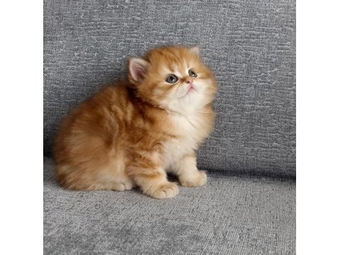 British longhair golden erkek