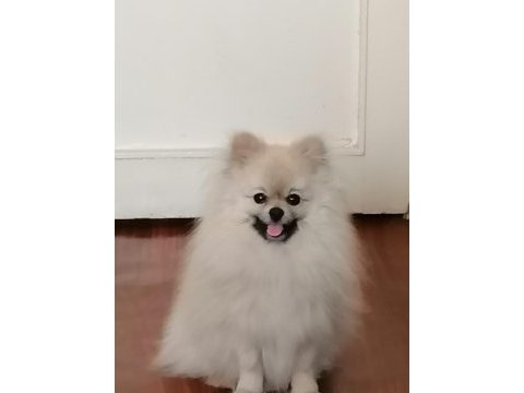 Köpeğimiz için ciddi düşünenler yazsın