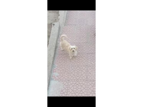 Terrier maltese yavrularımız a kaliteli