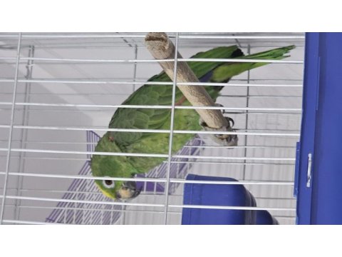 8 aylık amazon papağanı