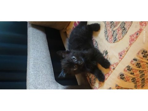 5 adet pamuk şeker kedilerimiz