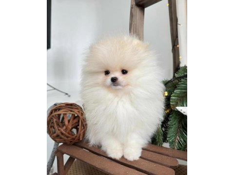 Orjinal pomeranian boo