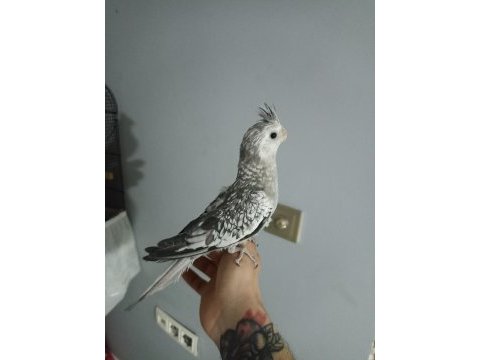 Yavru sultan papağanımız