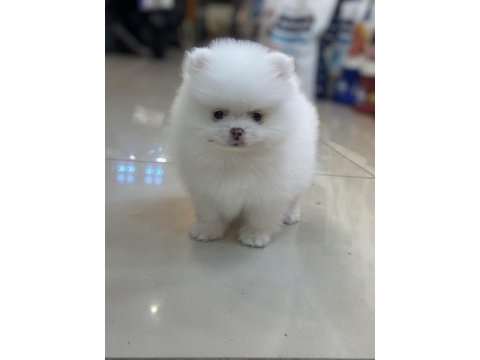 Pomeranian boo köpeğimiz