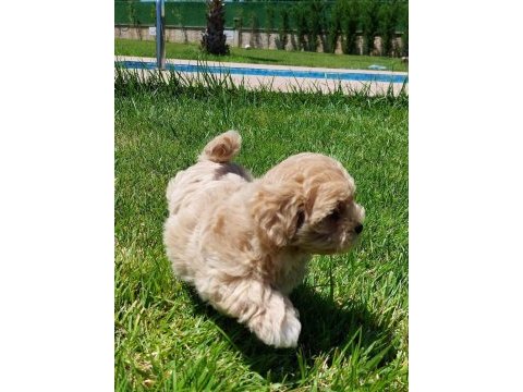 Maltipoo yavruları sizleri bekliyor