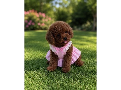 Red kırmızı toy poodle bebeklerimiz üst kalite