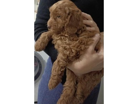 Toy poodle 2 aylık dişi