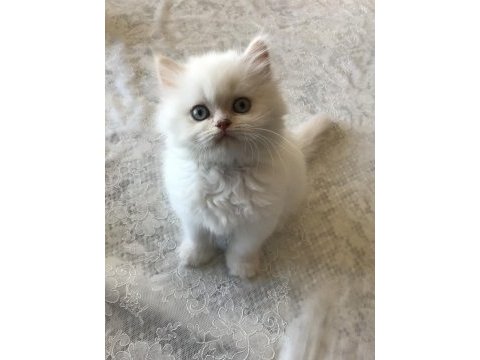 Sağlıklı chinchilla