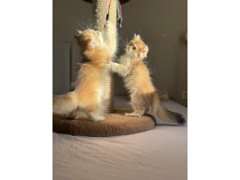 Mükemmel kalite golden ny11 british longhair