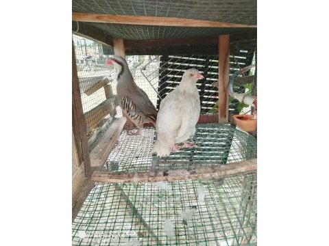 3 yaşında takım tavus kuşlar