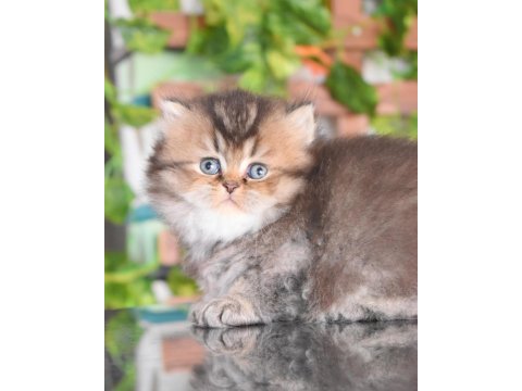 British longhair dişi rapunzel 